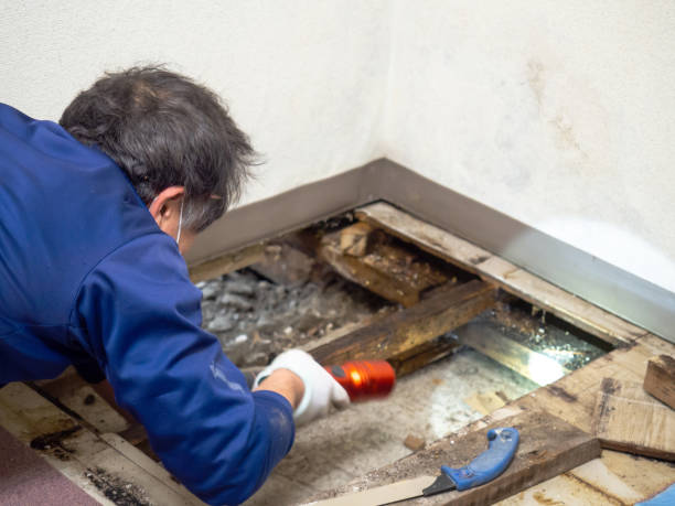 Best Commercial Mold Removal  in Wewa, OK