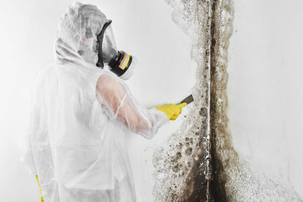 Certified Mold Removal in Wewoka, OK