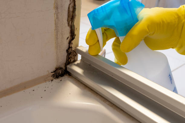 Professional Mold Removal in Wewoka, OK