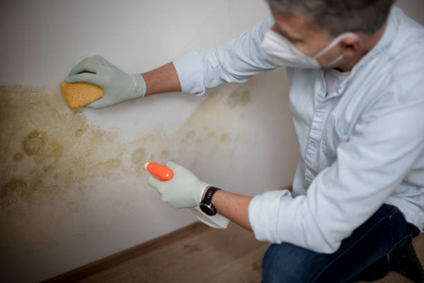 Best Mold Damage Repair  in Wewa, OK