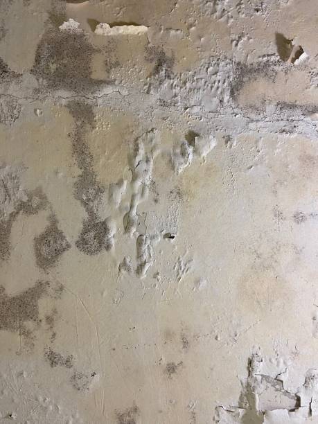 Mold Removal Process in Wewoka, OK