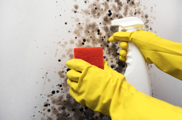 Mold Removal and Inspection in Wewoka, OK