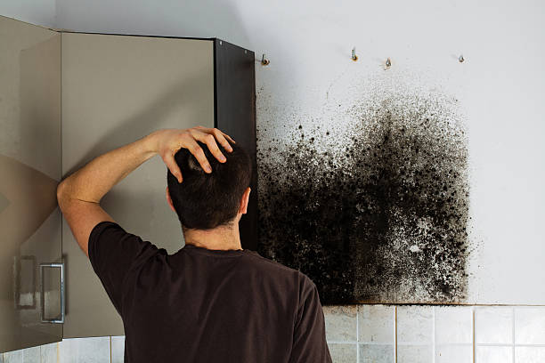 Best Mold Damage Repair  in Wewa, OK